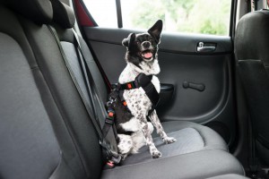 Dog securely strapped in the backseat of car