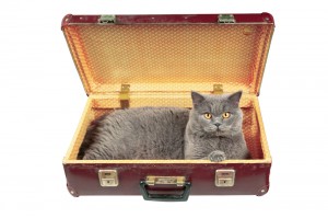 Gray cat sitting in a suitcase