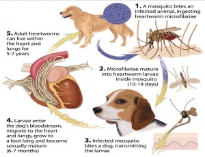 Are Heartworms Contagious from Dog to Dog?